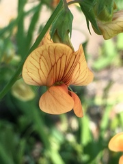 Lathyrus hierosolymitanus