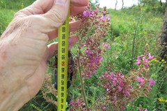 Pseudarthria hookeri hookeri