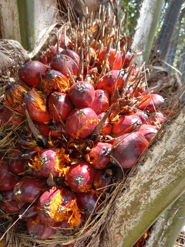 African oil palm (Elaeis guineensis)