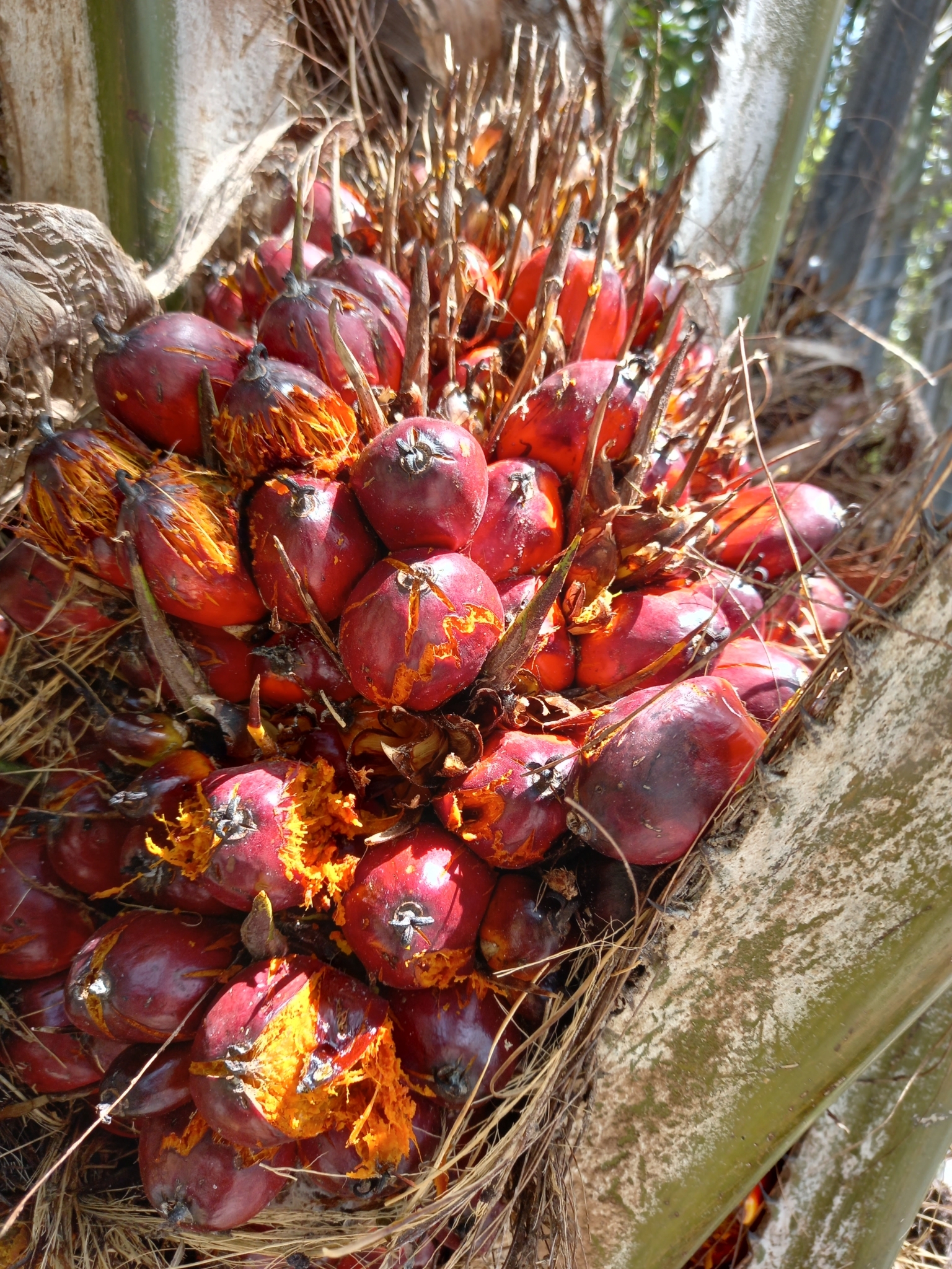 Elaeis guineensis