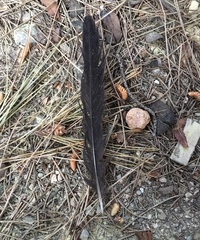 Turdus merula