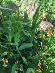 Lathyrus hierosolymitanus