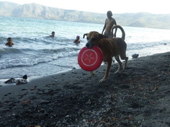 Canis familiaris