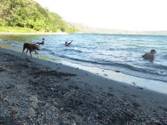 Canis familiaris