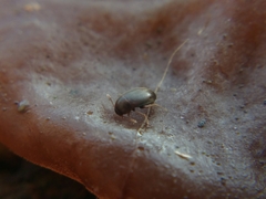 Nargus anisotomoides