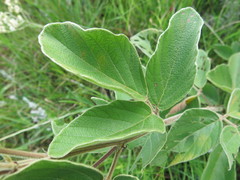 Pseudarthria hookeri hookeri