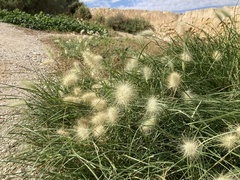 Long Bristle Sandbur (Cenchrus longisetus)