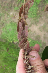 Pseudarthria hookeri hookeri