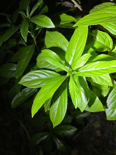 Image of Rhamnus davurica by (c) harrier, some rights reserved (CC BY)