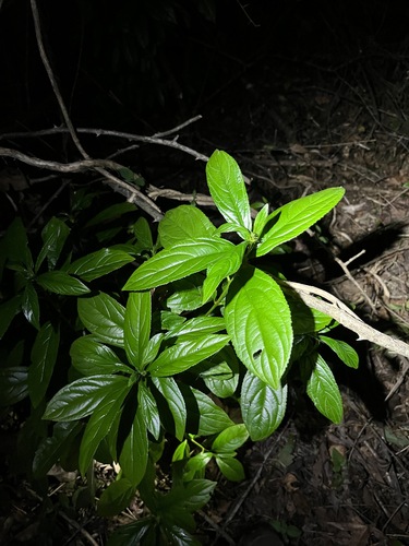 Image of Rhamnus davurica by (c) harrier, some rights reserved (CC BY)