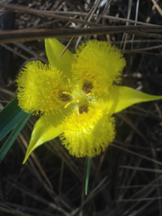 Calochortus monophyllus