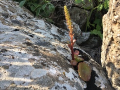 Umbilicus intermedius