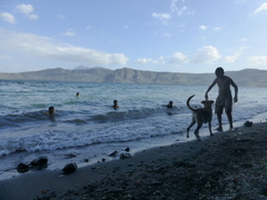 Canis familiaris