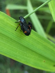 Cercopis septemmaculata