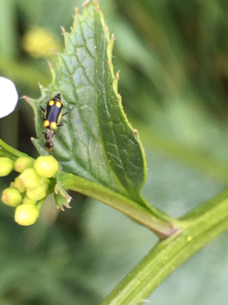 Anthocomus quadrimaculatus
