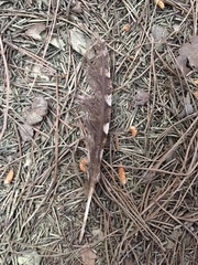 Otus scops