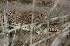 Varanus griseus caspius