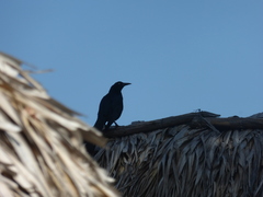 Quiscalus mexicanus