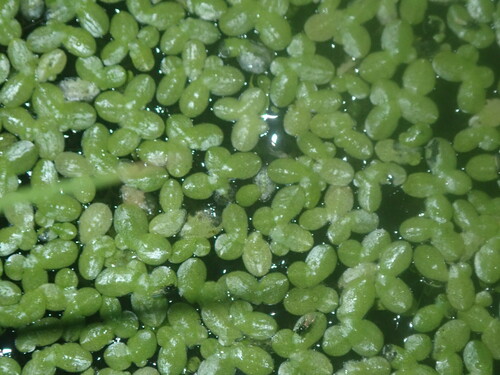 Lemna aequinoctialis iNat (3)