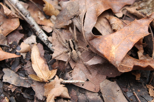 Drumming Sword Wolf Spider photo 5