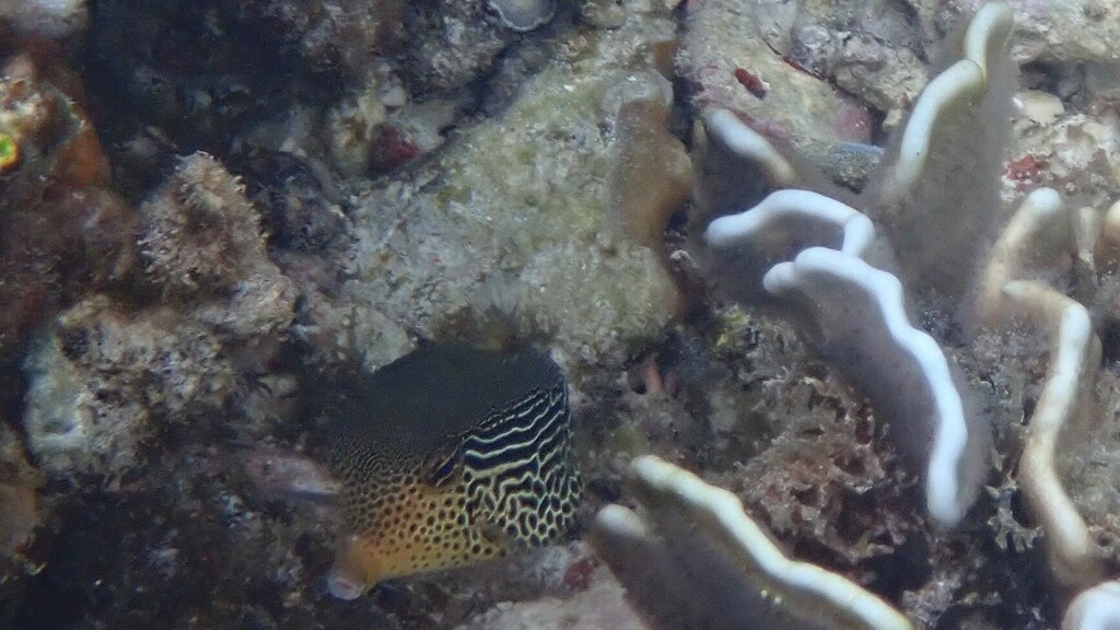 Reticulate Boxfish