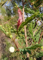 Leucaena leucocephala
