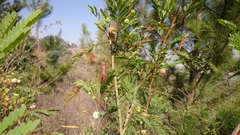 Leucaena leucocephala