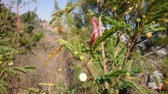 Leucaena leucocephala