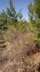Leucaena leucocephala