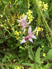 Pseudopodospermum papposum