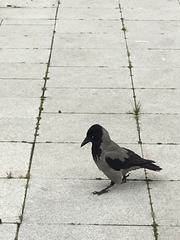 Corvus cornix