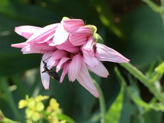 Pseudopodospermum papposum