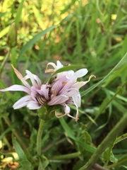 Pseudopodospermum papposum