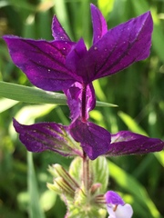 Salvia viridis