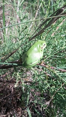 Hyla sarda
