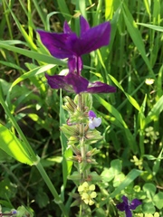 Salvia viridis