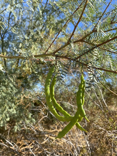western honey mesquite