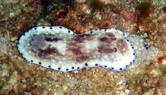 Goniobranchus aureopurpureus