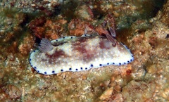 Goniobranchus aureopurpureus