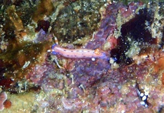Hypselodoris maculosa