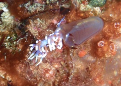 Phyllodesmium