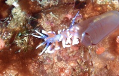 Phyllodesmium