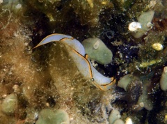 Chelidonura pallida