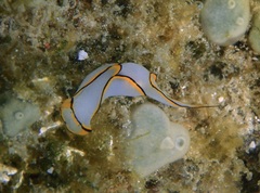 Chelidonura pallida