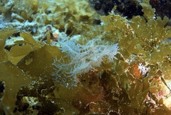 Melibe colemani