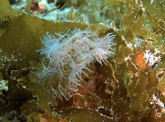 Melibe colemani