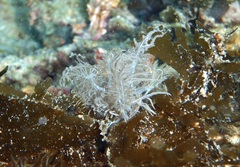 Melibe colemani