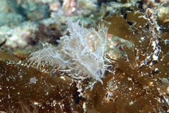Melibe colemani
