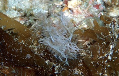 Melibe colemani