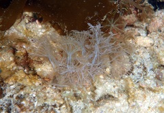 Melibe colemani